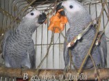 Жако и Амазоны птенцы выкормыши говорящие от заводчика / Смоленск