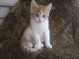 котята / Смоленск