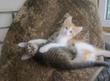 котята / Смоленск